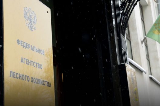 Рослесхоз разъяснил новые правила отвода и таксации лесосек