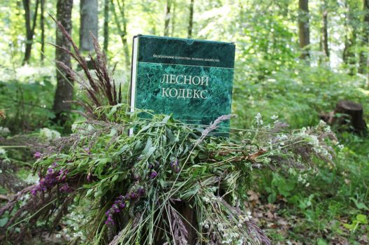 Договоры с арендаторами, которые не заботятся о лесе, будут расторгнуты в судебном порядке