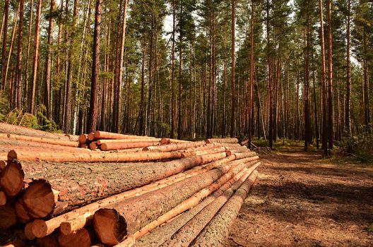 Технологическая карта лесосечных работ